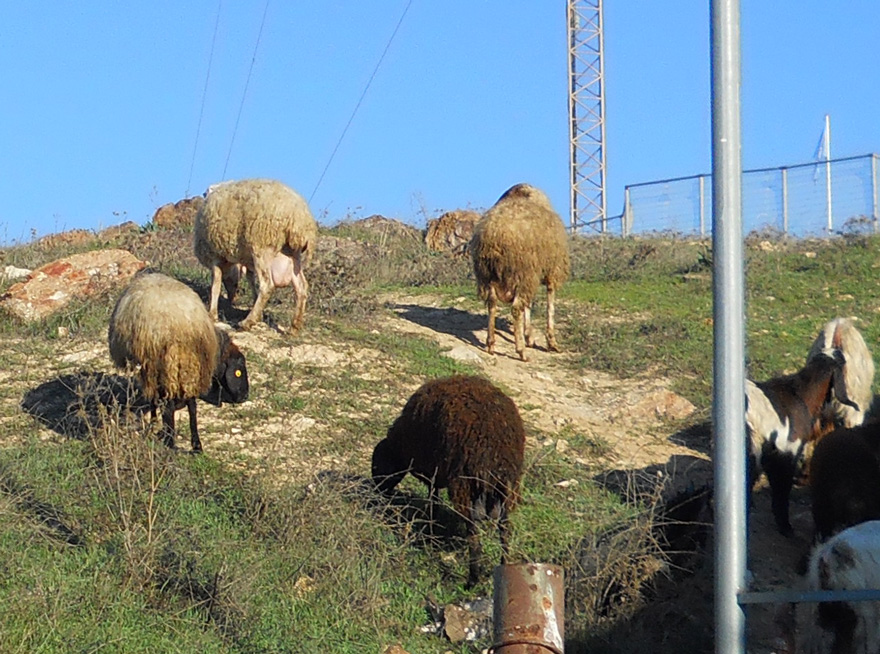 Arab Sheep grazing on Jewish Jerusalem land