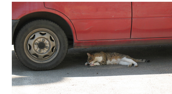 Cat under Red Car