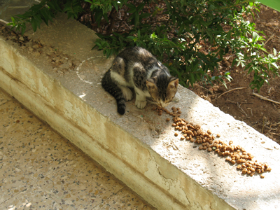 A Kitten eating dinner outside our home in Jerusalem