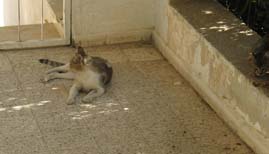 The Mother Cat guarding the Kittens, who are eating dinner outside our home in Jerusalem