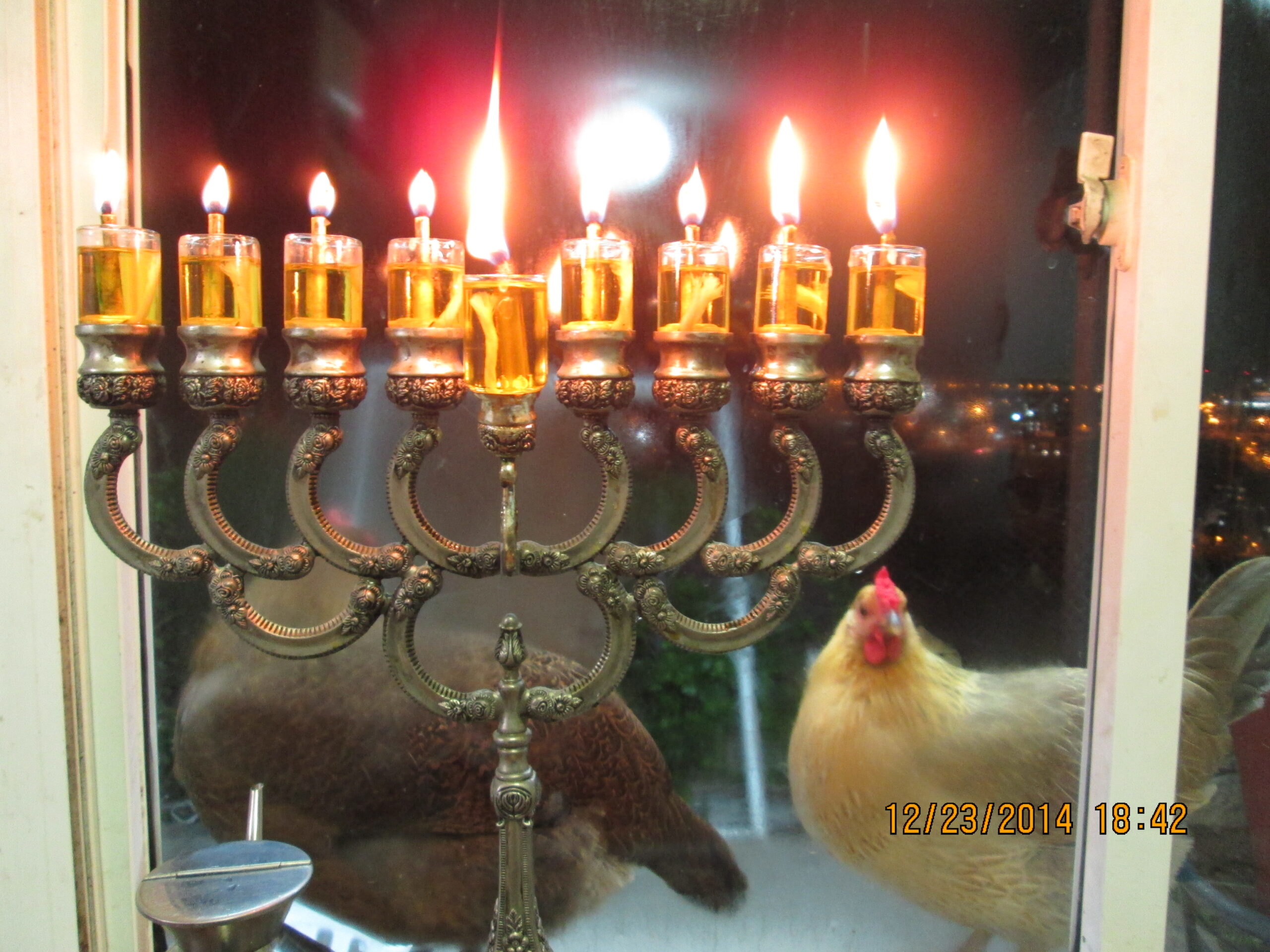 Hanukkah-The 8th night with Chickens. The orange one is "Shwarma", the dark one is "Black Bird".