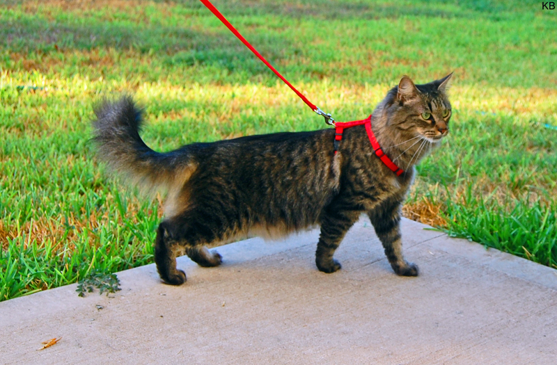 Cat_harness_and_leash