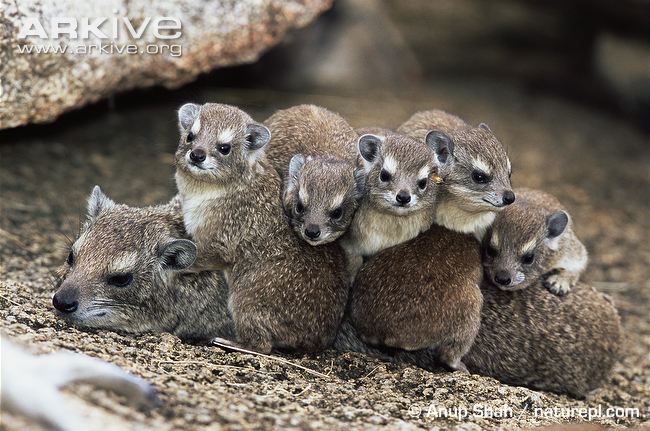 Mother hyrax, depressed because there is no law that obliges the father to pay alimony to support so many puppies.