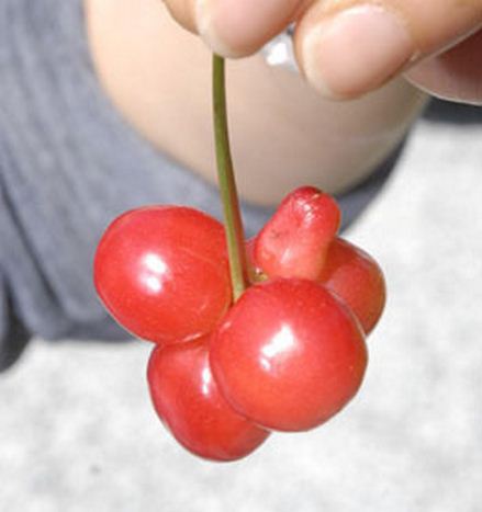 Fukushima Mutant Cherry.