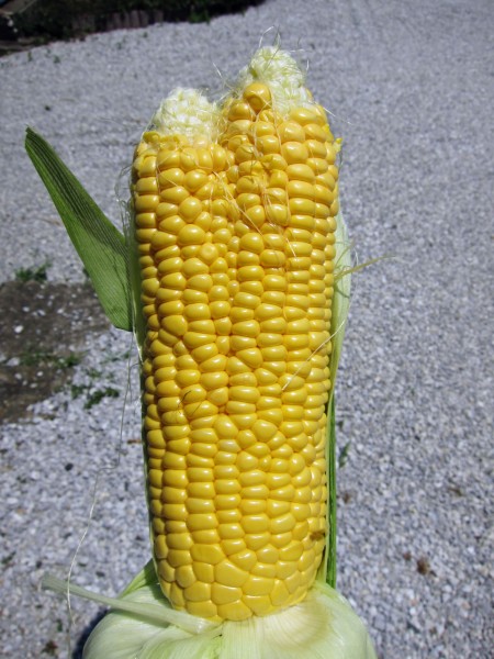 Fukushima Mutant Corn.