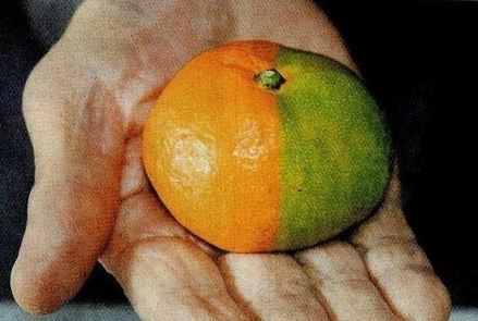 Fukushima Mutant Fruit2