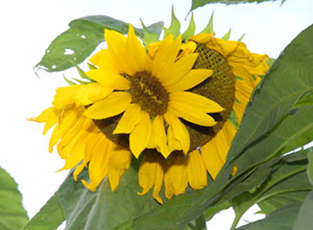 Fukushima Mutant Sunflower