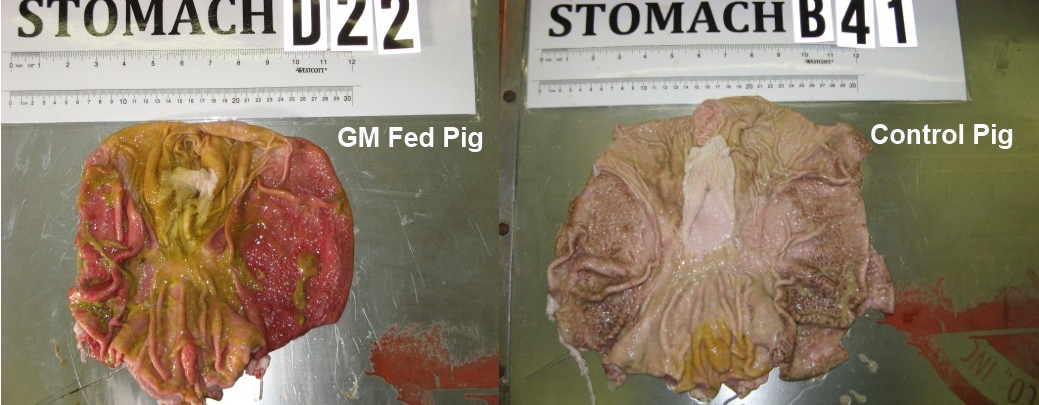 GM Fed Pig vs. Control Pig Stomach