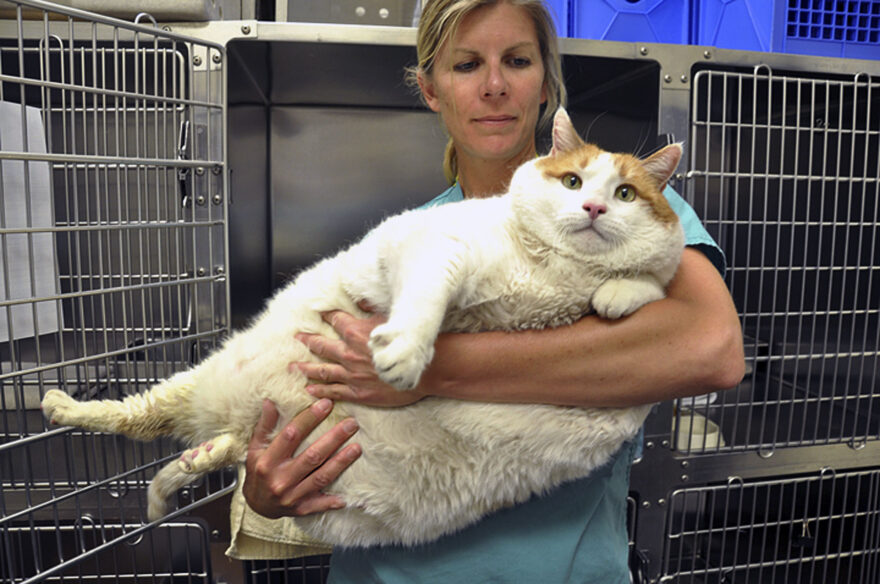 This Thursday, April 19, 2012 photo provided by the Santa Fe Animal Shelter veterinarian Dr. Jennifer Steketee holds Meow, a 2-year-old tabby at the shelter in Santa Fe, N.M. Meow, arrived at the shelter weighing in at over 39 pounds, after his elderly owner could no longer care for the feline. The shelter plans to put the cat on a special diet so he can lose weight gradually. Adult cats typically weigh between 7 and 12 pounds. (AP Photo/Santa Fe Animal Shelter, Ben Swan)