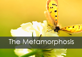 Metamorphosis into beauty