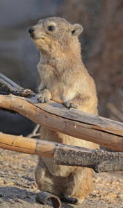 Rock hyrax (Procavia capensis), Erongo, Namibia