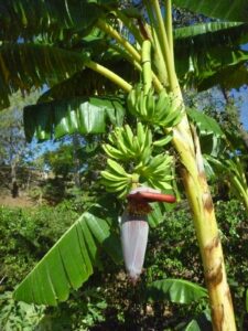 banana tree