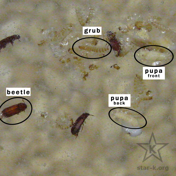 Closeup of floating insects when barley is submerged. 