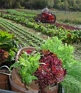 organic farm