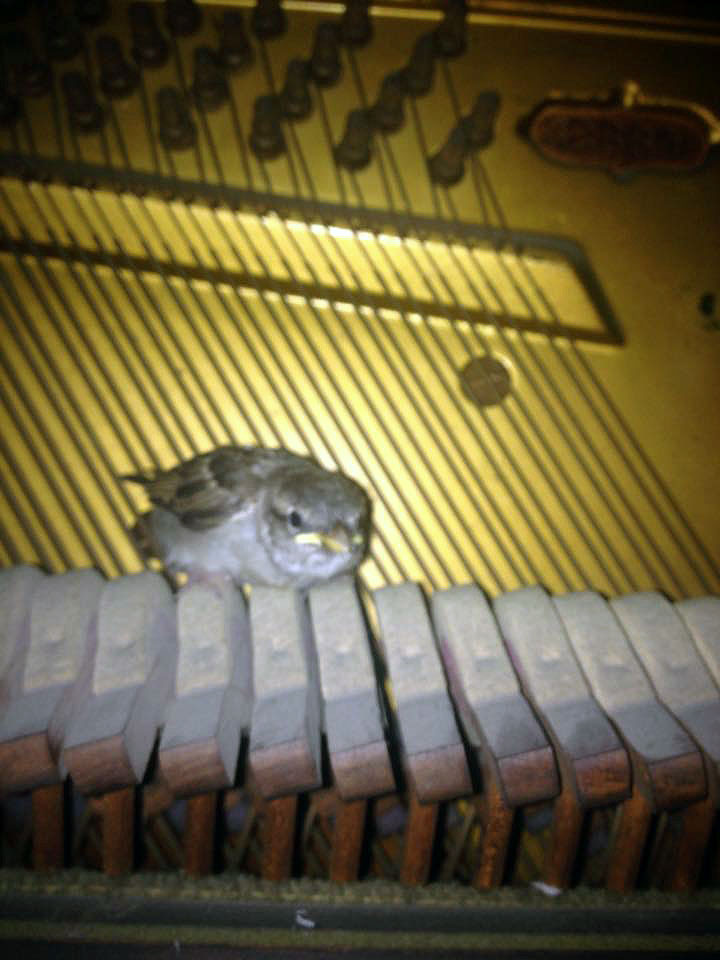 A bird in the upright piano