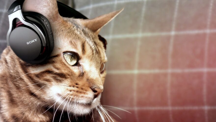 Cat with Headphones