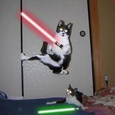 Cats-with-lightsabers-30