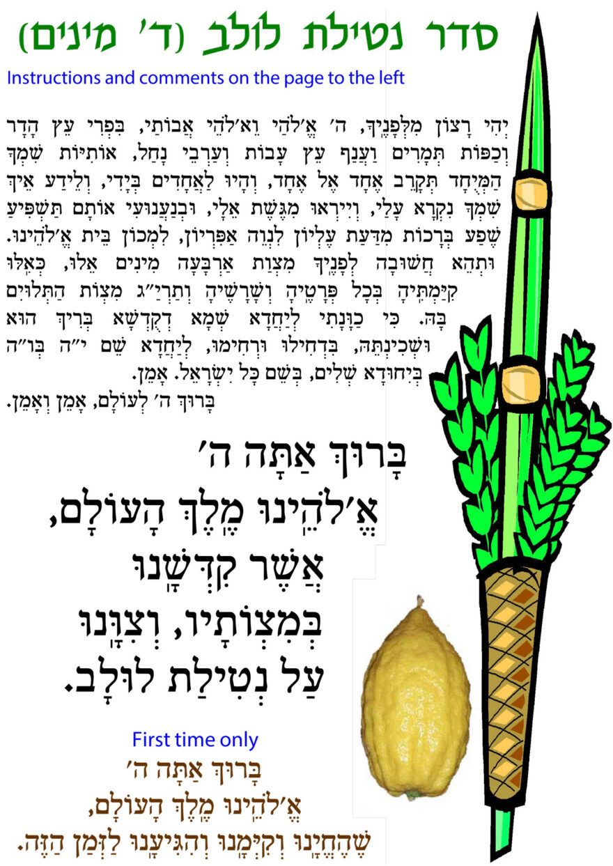 Torah Tidbits 1291 Sukkot5779 pages 35 lulav