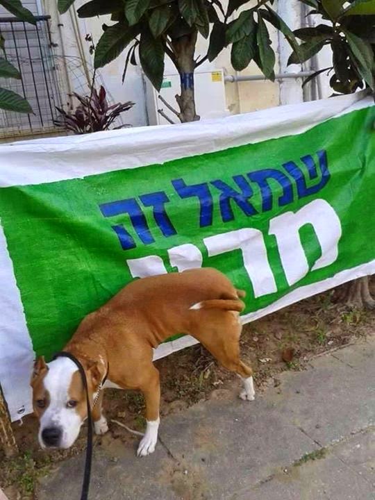The dog is relieving himself on a campaign sign that says "Left is Meretz."