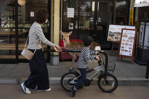 A deer watches passersby in Nara, Japan (Photo: AFP)