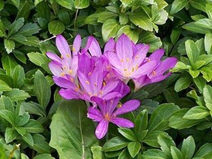 Colchicine is derived from the Autumn Crocus Plant