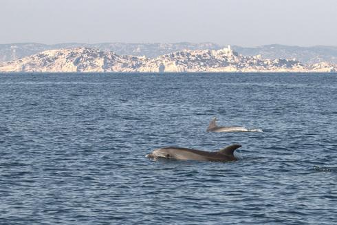 Dolphins sighted in the Mediterranean off the coast of France (Photo: AFP)