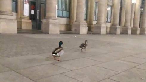 Ducks wandering the abandoned streets of Paris (Photo: AFP)