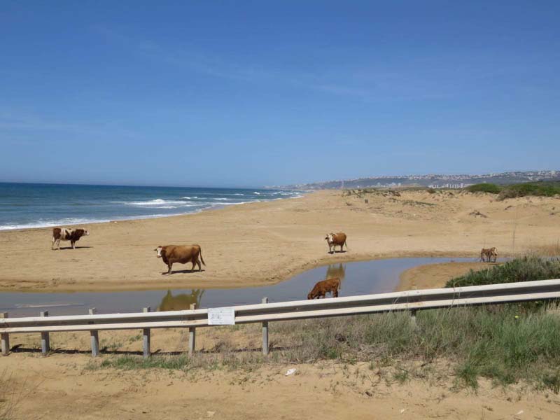 Happy cows at Nof Galim Preserve / Ilya Baskin / Nature and Parks Authority