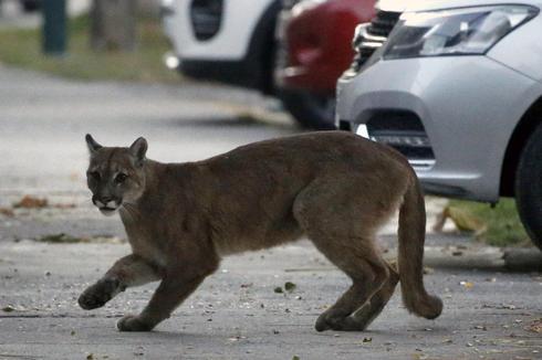 Puma walks in the locked-down streets of Santiago, Chile (Photo: AFP)