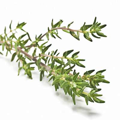 What Are the Most Effective Natural Antibiotics-Thyme