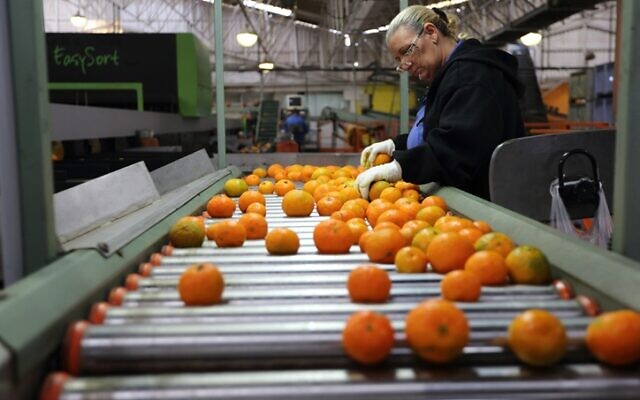 View of oranges being washed, prepared, and packaged at Mehadrin factory in southern Israel. Mehadrin is Israel's largest grower and exporter of citrus, fruits and vegetables, and is a leading global supplier of the world renowned JAFFA brand. November 28, 2013. Photo by Yaakov Naumi/FLASH90