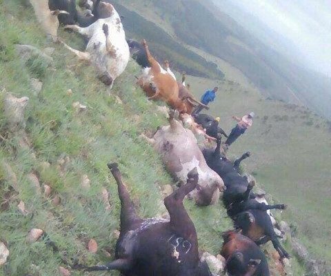 Cattle killed by hail in South Africa (Twitter/Citizen)