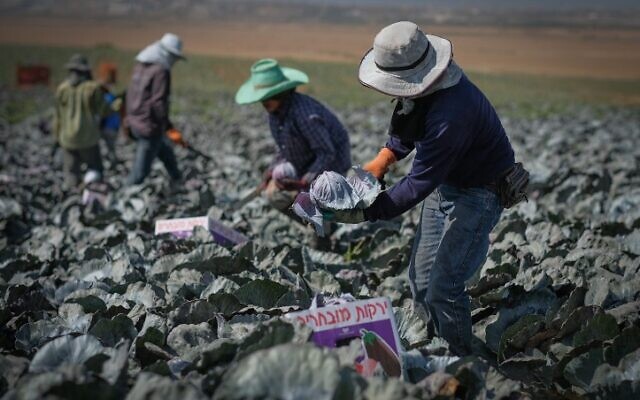 Foreign workers work in a cabbage field in southern Israel, on October 6, 2016. Photo by Yaniv Nadav/Flash90