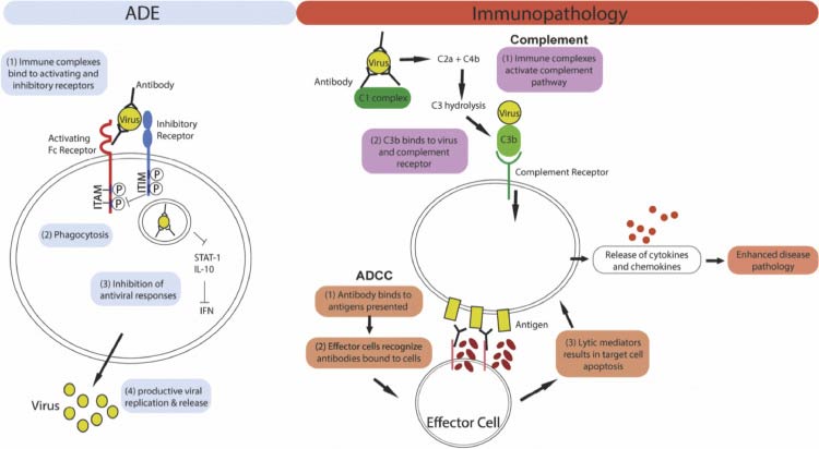 mechanism of ade and antibody mediated immunopathology