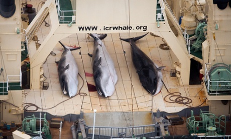 Three dead minke whales lie on the deck of the Japanese whaling vessel Nisshin Maru, in the Southern Ocean. Japan lost against Australia in a case on whaling in the International Court of Justice on Monday Photograph: Tim Watters/AP