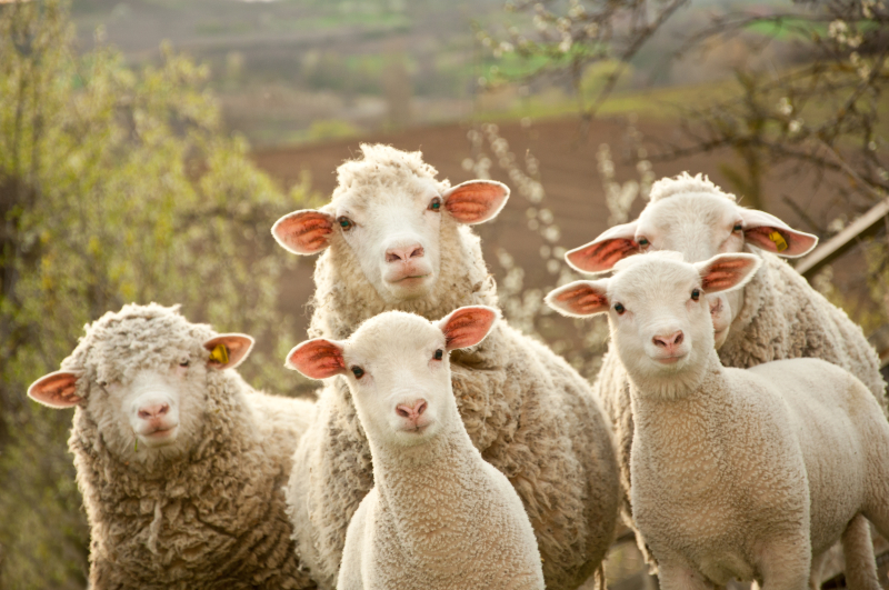 sheep-Sheeple