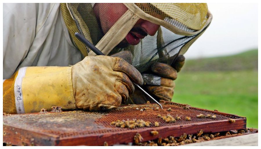 Bee Insectide © AP Photo/Ben Margot Outlawing a type of insecticides is not a panacea.