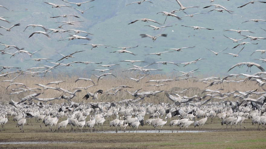 Thousands of cranes taking flight in Israel’s Hula Valley, February 2016. (Ben Sales/JTA)