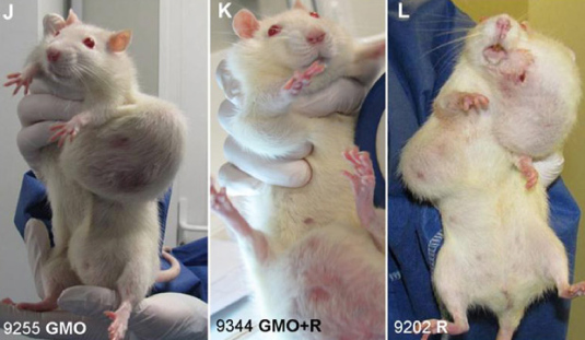 The “maimed and disfigured” mice above were employed by Monsanto as conscripted, and/or, unwilling participants. http://pearlsofprofundity.wordpress.com/2014/06/02/a-question-of-concern/