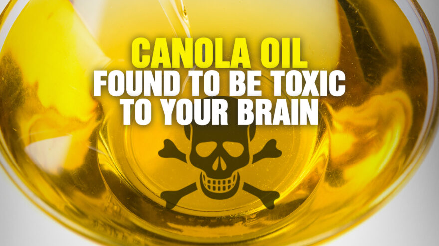 Canola oil toxic to your brain
