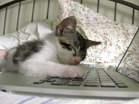 Cat sleeping on computer