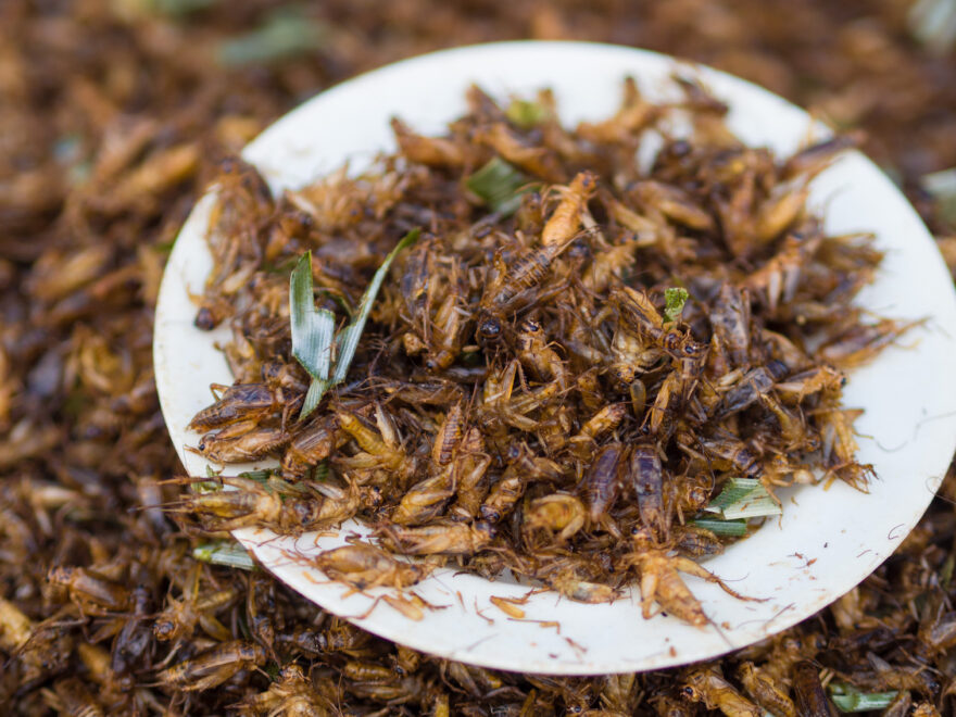 A plate of Crickets