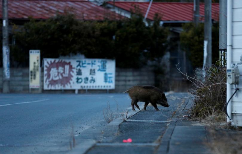 A wild boar roams in barren, Fukushima, Japan, Mar. 1, 2017. (Photo: Reuters)