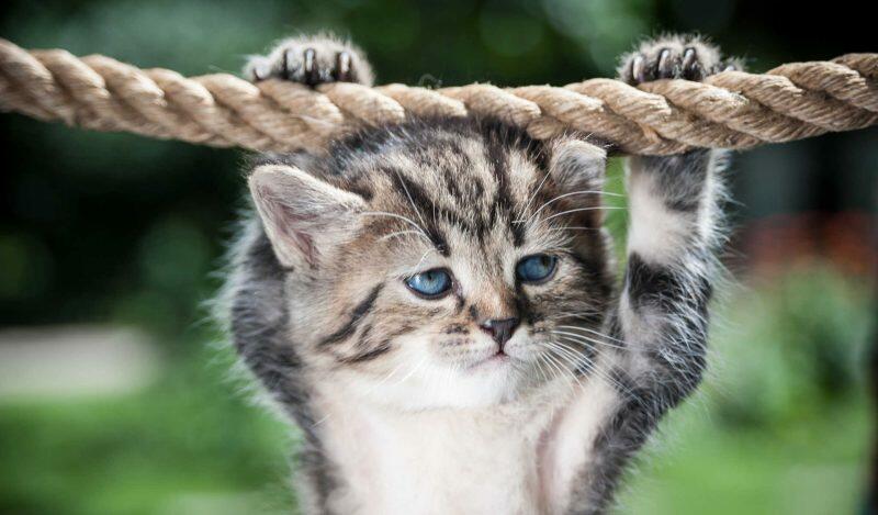 Cat hang on a Rope