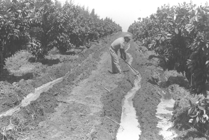A KIBBUTZ MEMBER IRRIGATING ORANGE TREES IN THE PLANTATION OF KIBBUTZ NA'AN-September 1935