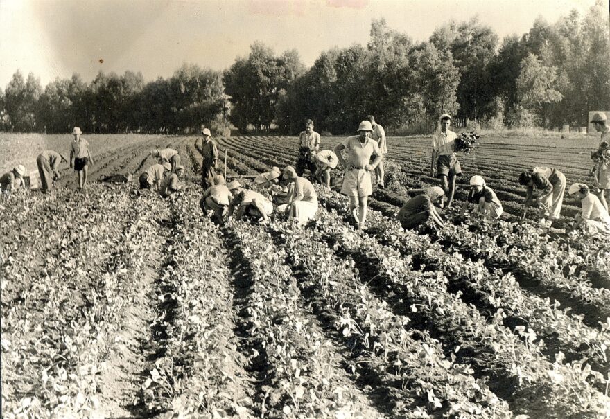  Picking radishes in the market garden 1960Fields of Neot Mordechai
