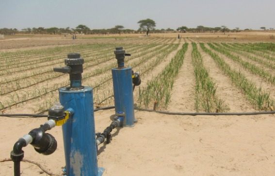 Israeli irrigation techniques allow crops to grow on desert land