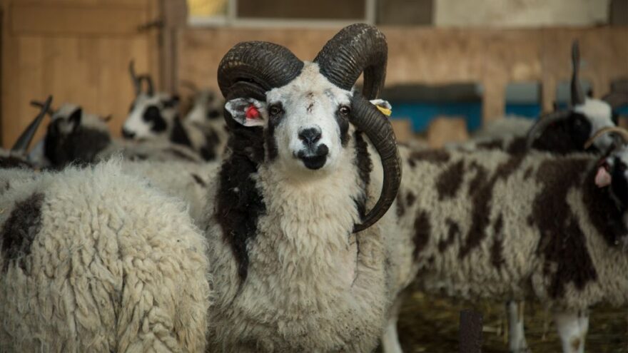 The origins of the Jacob’s sheep date back to the Middle East 5,000 years ago, but until last December they hadn’t been in Israel for millennia. This sheep, pictured on January 15, 2017, is adapting well to the transition. (Luke Tress/Times of Israel)