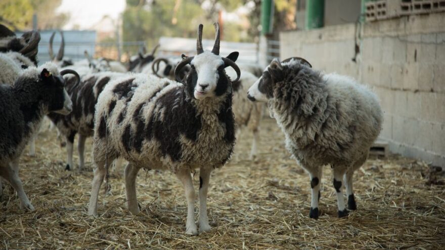 Jacob’s sheep can have a maximum of six horns each, though four, like the one pictured here on January 15, 2017, is more common. (Luke Tress/Times of Israel)