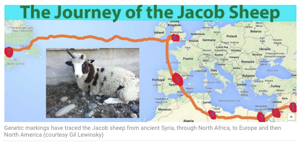 Journey of Jacob's Sheep – MapSource; https://habayitah.blogspot.com/2022/12/journey-of-jacobs-sheep-map-and-video.html